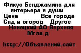 Фикус Бенджамина для интерьера и души › Цена ­ 2 900 - Все города Сад и огород » Другое   . Ненецкий АО,Верхняя Мгла д.